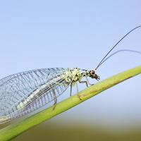 Lacewing - Chrysopa perla 2 